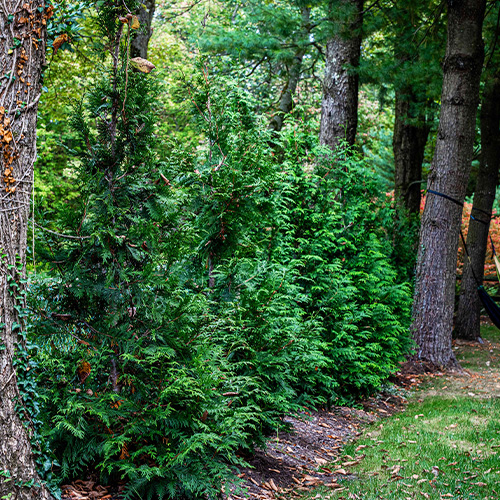 Tree Planting Baden PA